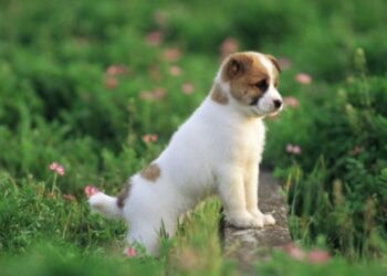 Hướng dẫn cách viết đoạn văn bằng tiếng anh về con Chó – Dog