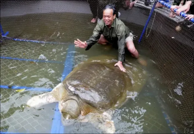 Giải Mã: Hà Mã Tiếng Anh Là Gì? Từ Vựng, Phát Âm Và Sự Thật Bất Ngờ 22 Hình ảnh minh họa con hà mã đang ngâm mình dưới nước với phần lưng nhô lên, có ghi chú từ Hippopotamus