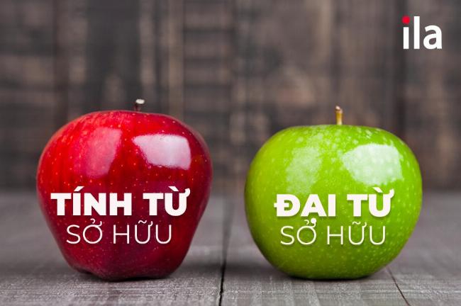 Mẹo ghi nhớ và phân biệt nhanh tính từ và đại từ sở hữu khi học tiếng Anh
