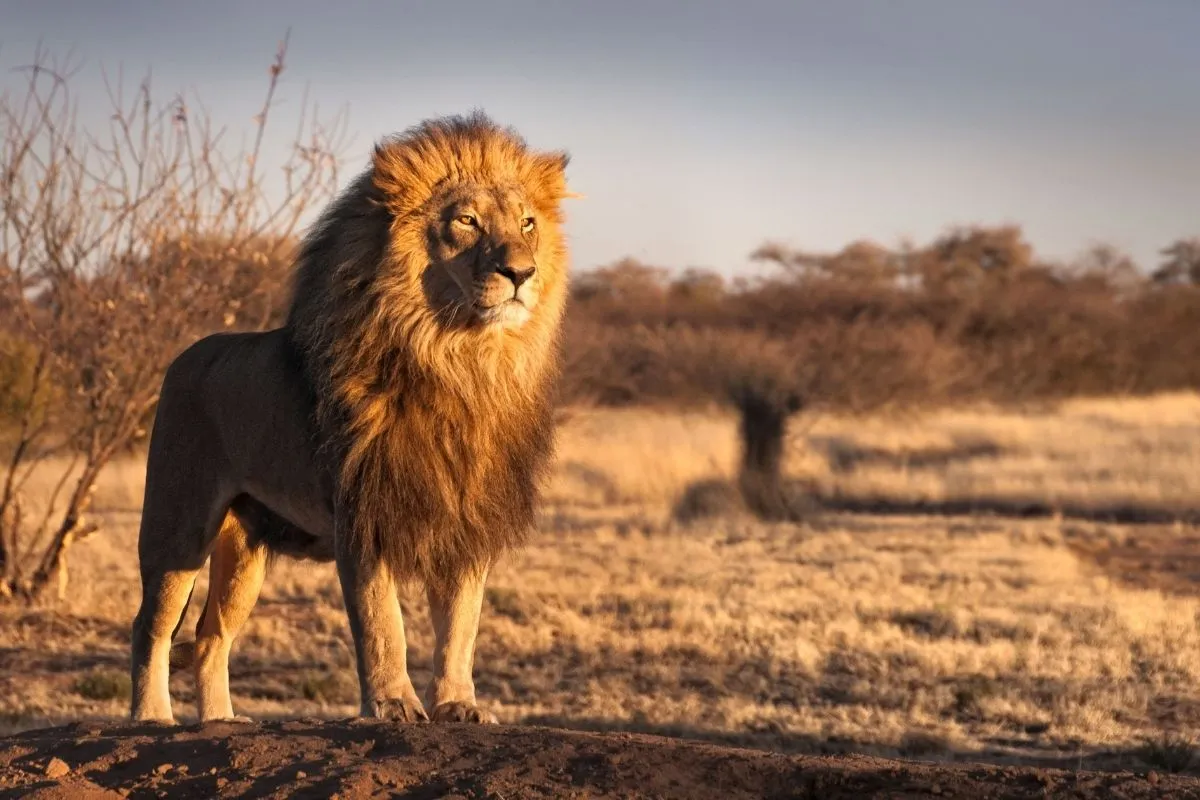 Sư tử núi thuộc nhóm động vật hoang dã nguy hiểm