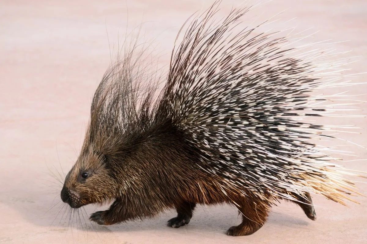 Porcupine là loài nhím có bộ gai sắc nhọn để tự vệ