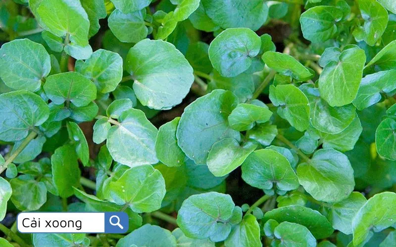 Cải xoong (Watercress) là lựa chọn tuyệt vời cho những bữa ăn nhẹ nhàng