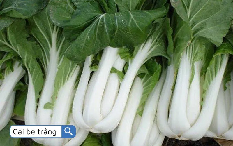 Cải bẹ trắng (Bok Choy) với hương vị đặc trưng, lý tưởng cho bữa cơm gia đình