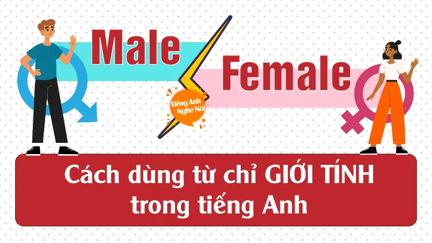 Phân Biệt Male Và Female: Cách Dùng Từ Chỉ Giới Tính Trong Tiếng Anh