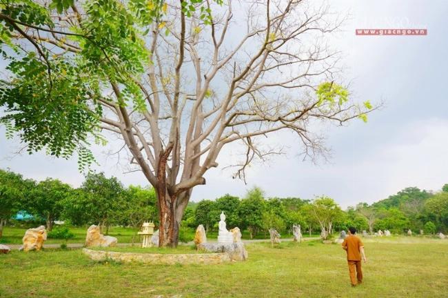 Hình ảnh người phụ nữ ngồi thiền dưới ánh mặt trời buổi sớm, tượng trưng cho sự bình yên nội tại và sự kết nối với thiên nhiên, minh họa cho những câu nói hay về bình yên.