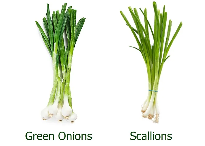 Hành Lá Tiếng Anh Là Gì? Phân Biệt Scallion, Green Onion Và Spring Onion