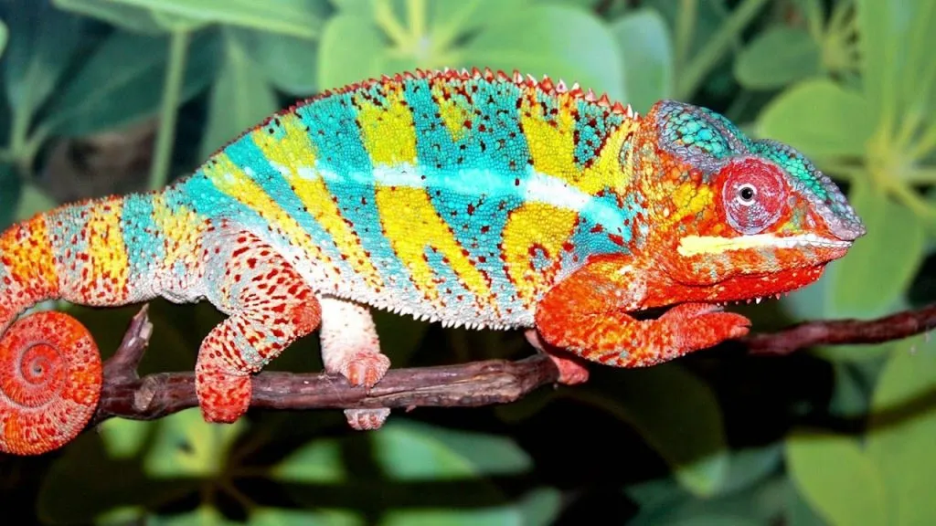 Tên các con vật bằng tiếng Anh – các loại động vật bò sát