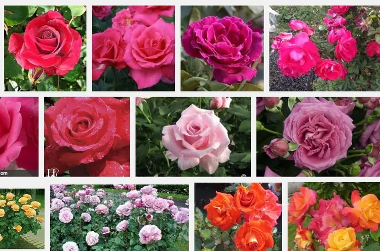 Tên các loài hoa trong tiếng Anh: Khám phá ý nghĩa và từ vựng thú vị về 20 loài hoa phổ biến