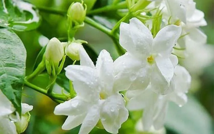 Những bông hoa lài trắng nhỏ xinh tỏa hương thơm ngát