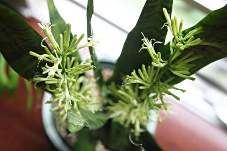 Hoa lưỡi hổ với hình dáng độc đáo và màu sắc bắt mắt