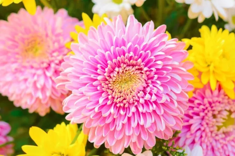 Hoa cúc Chrysanthemum nở rộ biểu tượng cho sự trường thọ