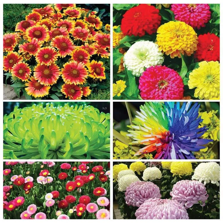 Cánh đồng hoa cúc Daisy trắng tinh khôi dưới ánh nắng