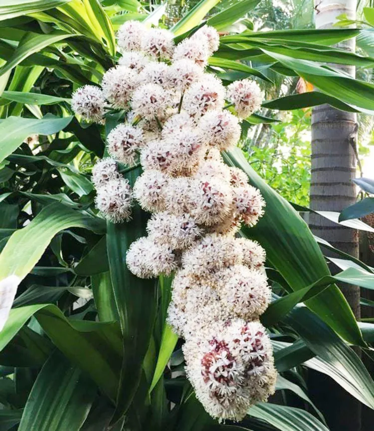 Chậu cây hoa phát tài xanh tốt mang lại may mắn