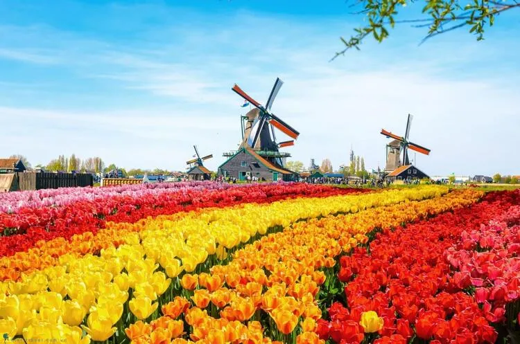 Vườn hoa Tulip rực rỡ sắc màu tượng trưng cho tình yêu hoàn mỹ