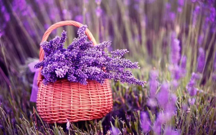 Cánh đồng hoa Lavender tím ngắt trải dài thơ mộng