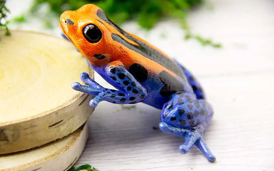 Tiếng Anh về con vật – động vật lưỡng cư