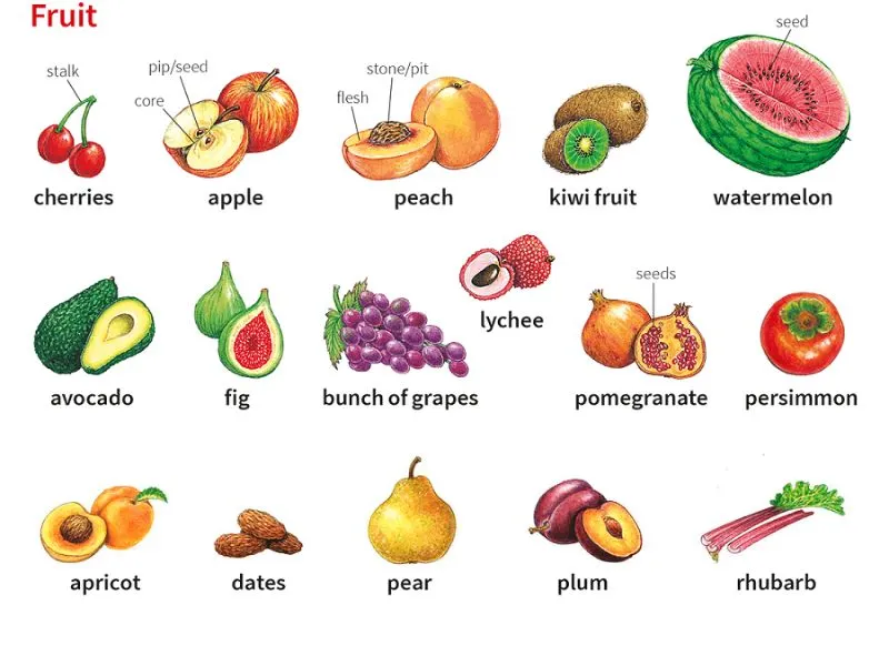 Tổng Hợp Từ Vựng Tiếng Anh Về Trái Cây Đầy Đủ Và Thông Dụng Nhất