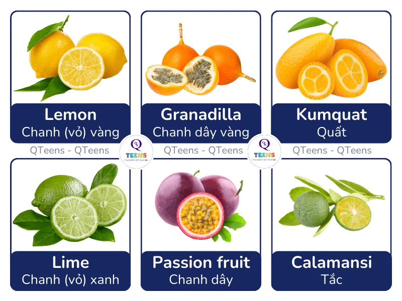 Hình ảnh minh họa các loại quả có múi chi tiết