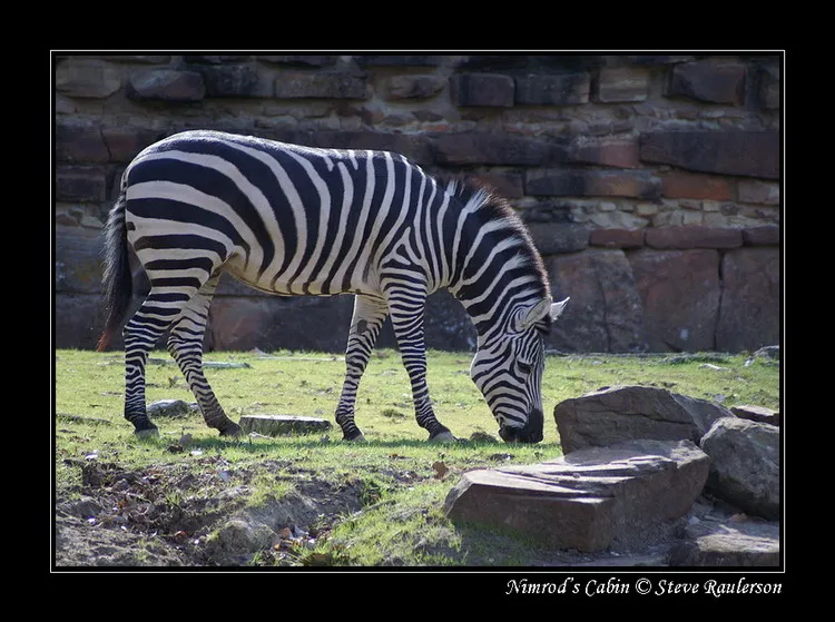 Zebra1