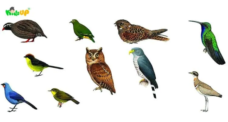 Phương pháp dạy bé học từ vựng tiếng Anh qua hình ảnh và trò chơi