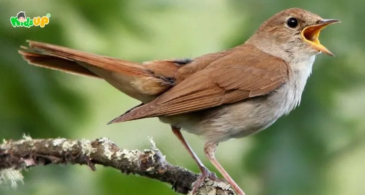 Hình ảnh minh họa từ vựng con chim và cách đọc trong tiếng Anh