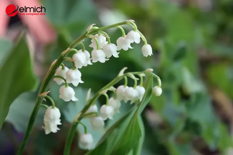 Hoa Linh Lan: Ý Nghĩa, Đặc Điểm Và Những Bí Ẩn Đằng Sau Loài Hoa Chuông 7 Hoa Linh Lan: Ý Nghĩa, Đặc Điểm Và Những Bí Ẩn Đằng Sau Loài Hoa Chuông