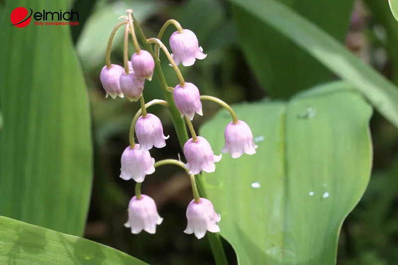 Sự đa dạng màu sắc của hoa linh lan mang lại nhiều ý nghĩa khác nhau