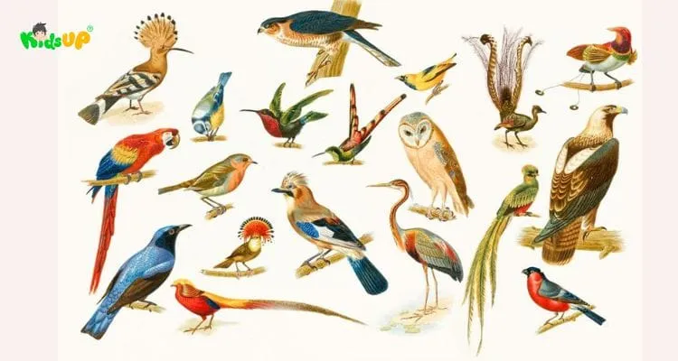 Tổng hợp các từ vựng tiếng Anh về các loài chim cho bé