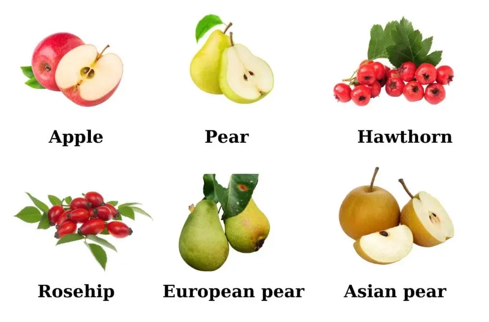 Thành ngữ thú vị chứa tên các loại quả bằng tiếng Anh