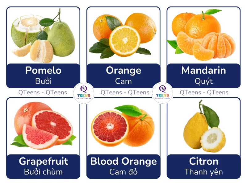 Hình ảnh minh họa các loại trái cây có múi trong tiếng Anh