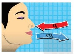 Trao Đổi Khí Ở Sinh Vật: Khái Niệm và Quá Trình Diễn Ra