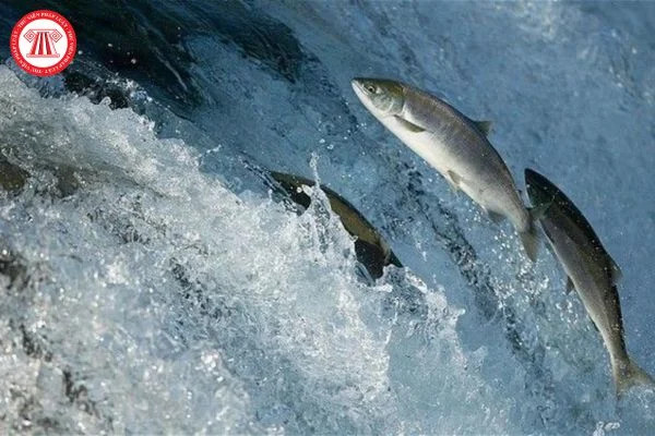 Sức Bền Đằng Sau Thành Công: Ý Nghĩa và Biểu Hiện Của Lòng Kiên Trì