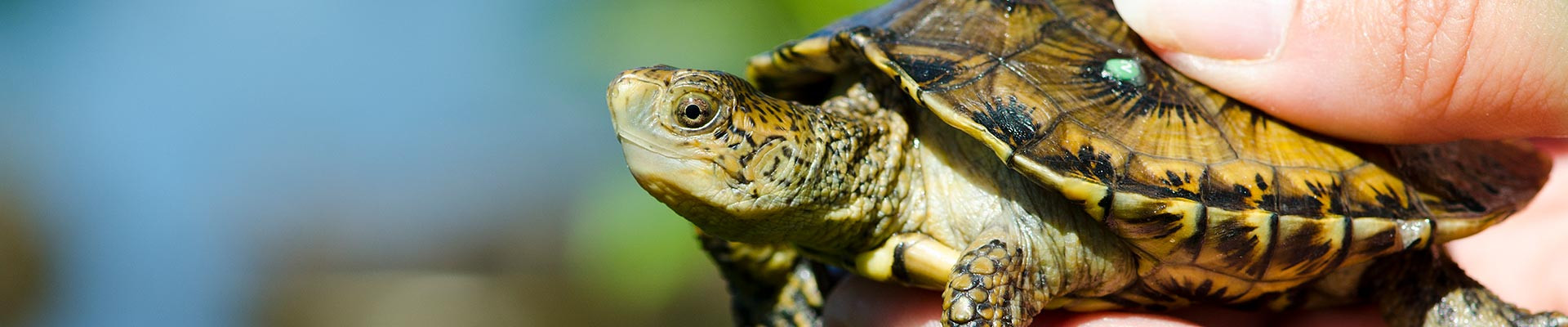 A close-up of a small turtle being gently held by a persons hand, with the turtleâ€™s head and part of its shell clearly visible against a blurred outdoor background.