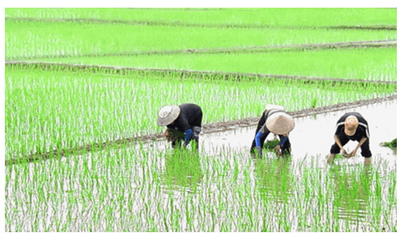 Cánh đồng lúa xanh mướt dưới ánh nắng vàng tươi