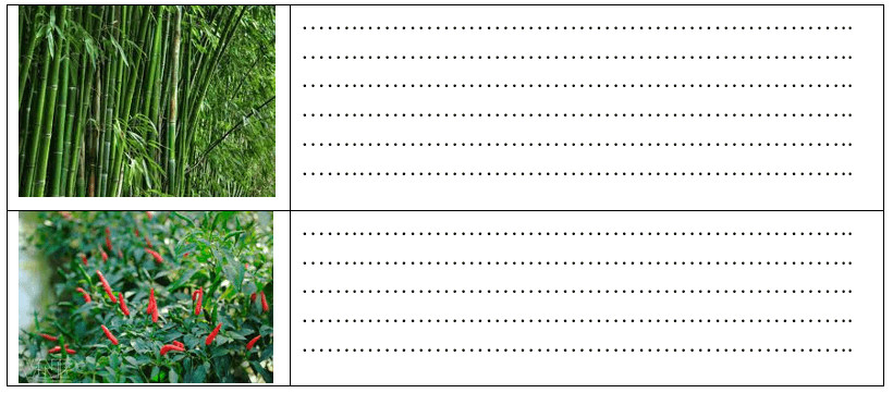 Cây gạo vươn cao với những bông hoa đỏ rực rỡ