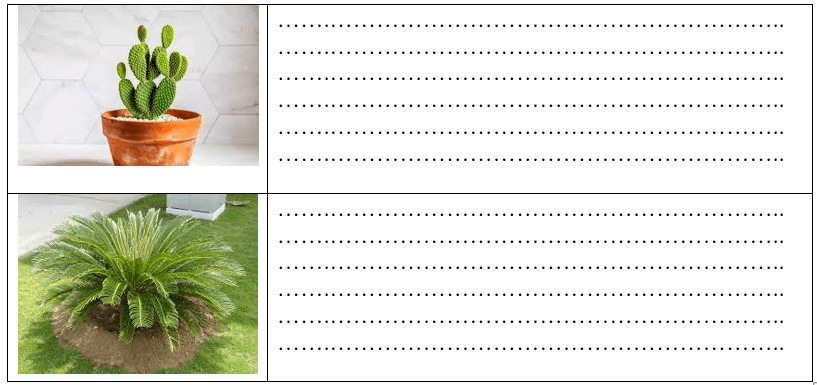 Cây đa cổ thụ với tán lá rộng và rễ cây xù xì