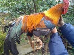 Gà 9 cựa: Huyền thoại và thực tế khoa học