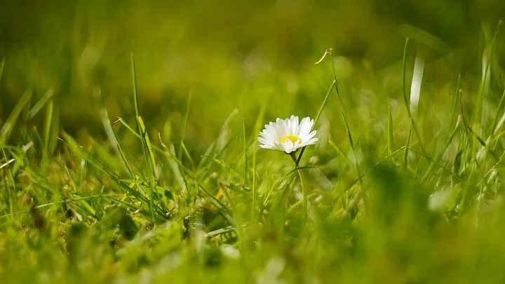 Không chỉ là biểu tượng của vẻ đẹp thuần khiết, mà hoa cúc trắng còn tượng trưng cho sự bền bỉ trong cuộc sống. Chính sức sống mạnh mẽ của chúng đã trở thành nguồn cảm hứng cho nhiều người