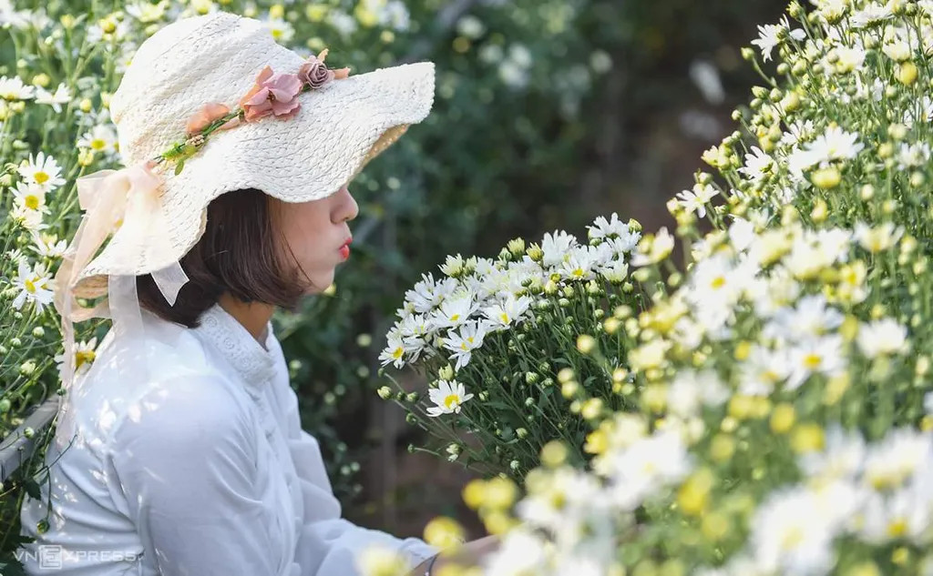 Dành cho bạn nào yêu thích loại cúc họa mi và muốn có những bức ảnh đầy thơ mộng thì có thể trải nghiệm Làng hoa Nhật Tân (Quận Tây Hồ, Hà Nội)