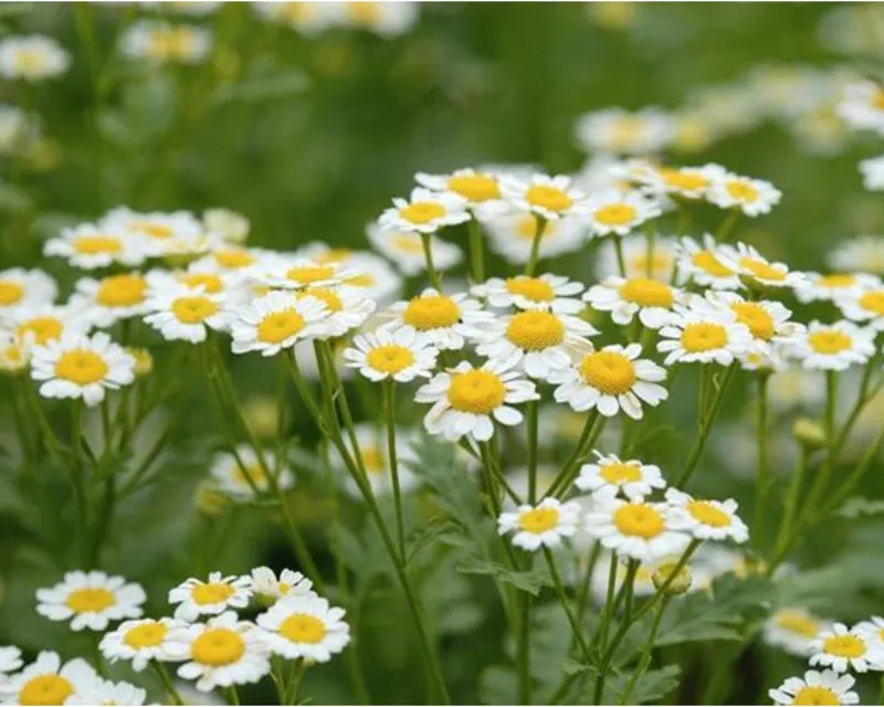 Cứ ngỡ những cánh hoa mỏng manh sẽ không chịu được gió sương, thế nhưng dù mưa bão đến, gió lạnh thổi qua, loài hoa cúc trắng vẫn hiên ngang sống và phát triển mạnh mẽ