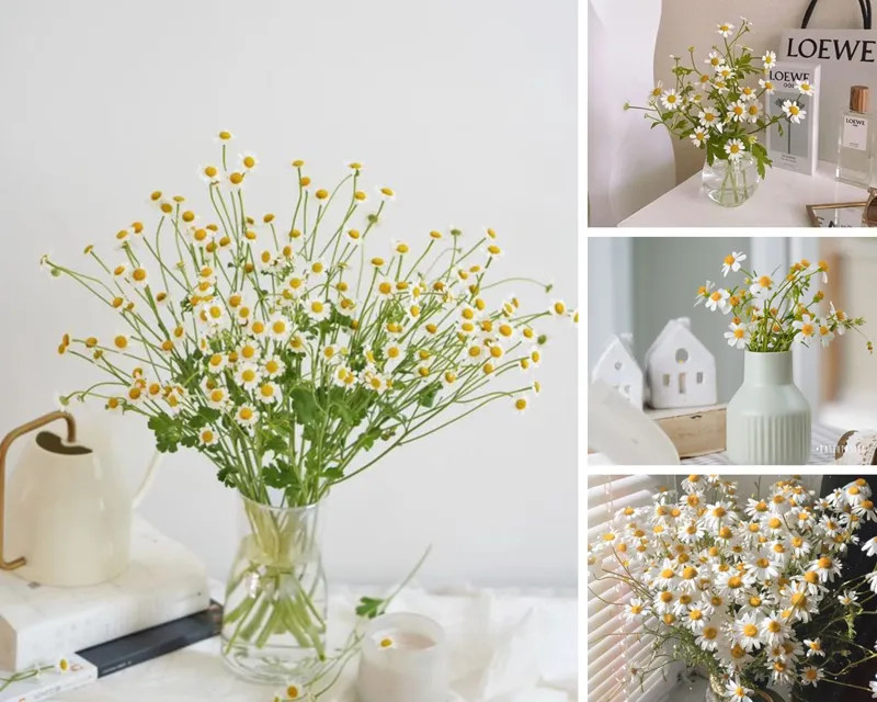 Hương thơm dịu nhẹ của hoa cúc trắng đã làm say đắm biết bao lòng người