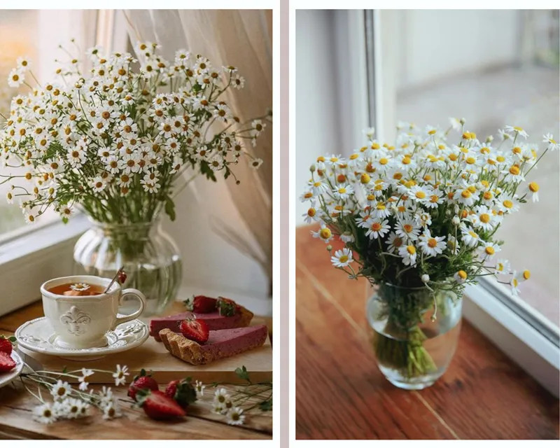 Trước những bộn bề và căng thẳng của cuộc sống hiện đại, việc ngắm nhìn bình hoa cúc trắng cùng tách cà phê nóng là một cách tuyệt vời để thư giãn và tìm lại cân bằng bên trong. Và trong khoảnh khắc đó, trái tim của chúng ta sẽ trở nên bình yên và hạnh phúc hơn rất nhiều