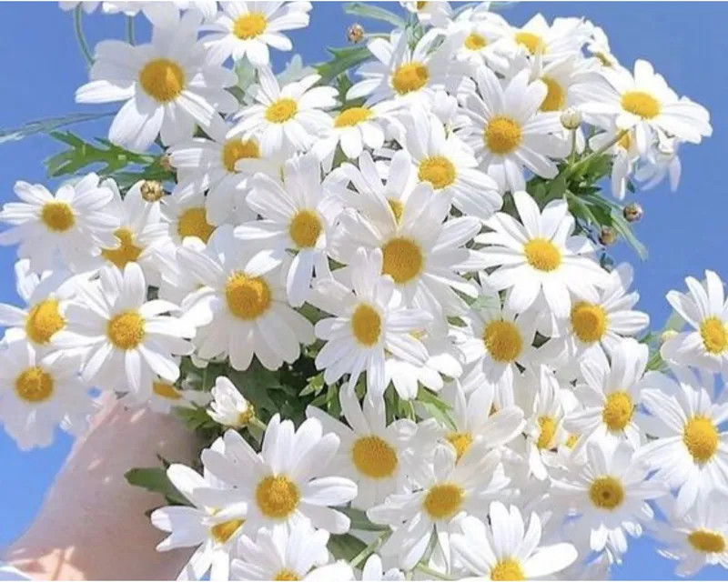 Trái ngược với vẻ ngoài mỏng manh như bông tuyết, cúc họa mi lại luôn tràn đầy sức sống