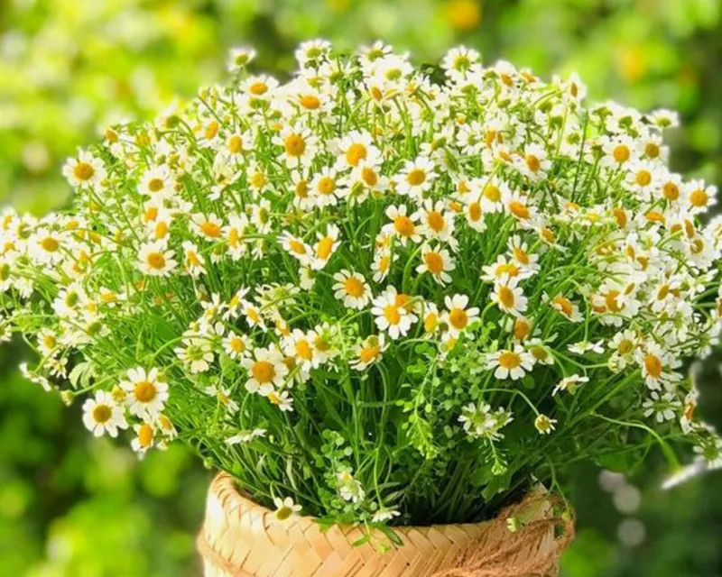 Vẻ đẹp mộc mạc của cúc tana