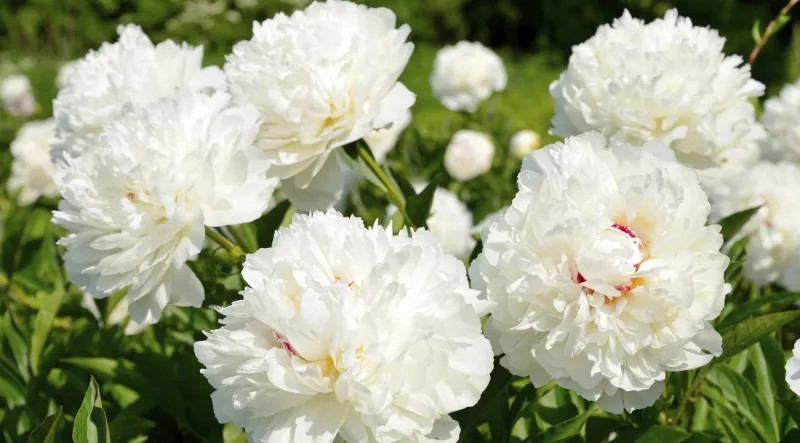 Cúc mẫu đơn chính là biểu tượng của hạnh phúc, sự thủy chung trong tình yêu