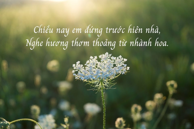 Cận cảnh những dòng thơ với cách gieo vần tinh tế