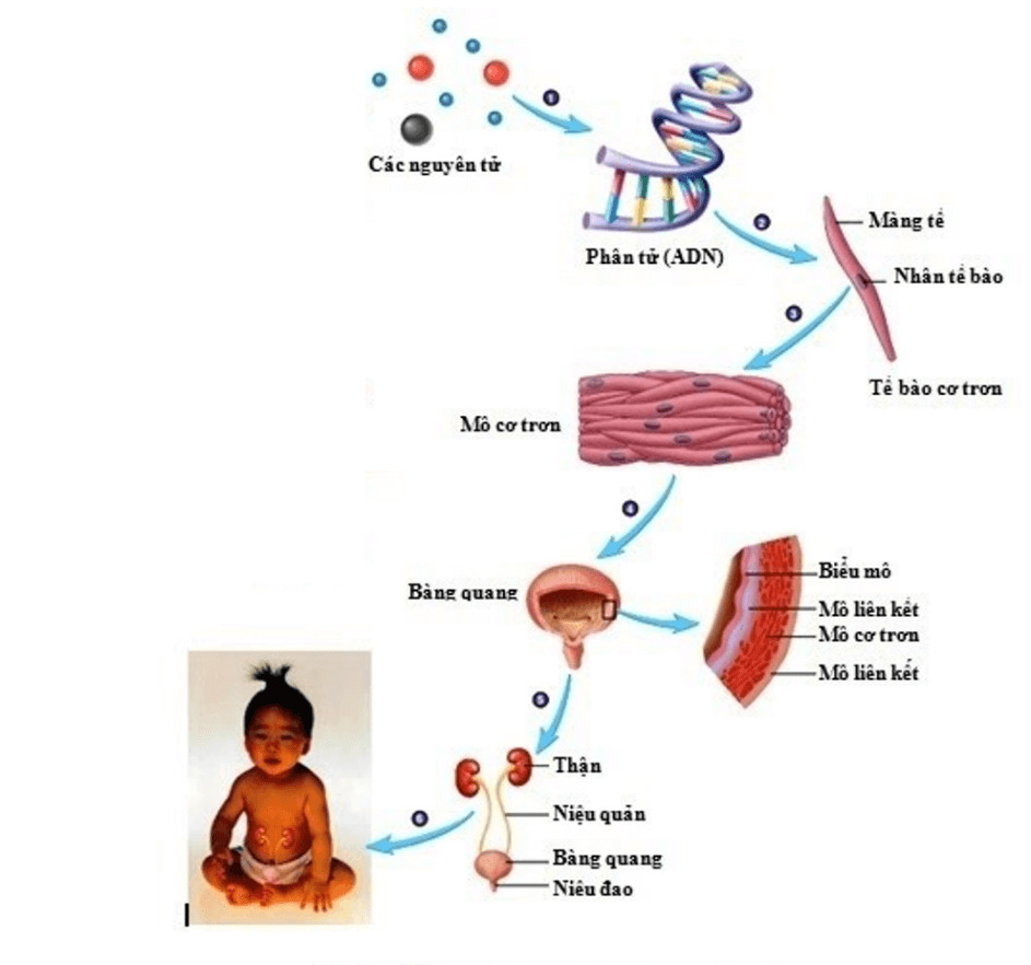 Minh họa mối quan hệ giữa các cấp độ tổ chức sống ở cơ thể người