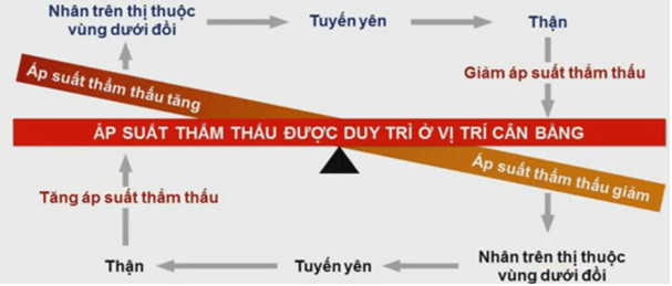 Cơ chế duy trì áp suất thẩm thấu ở người