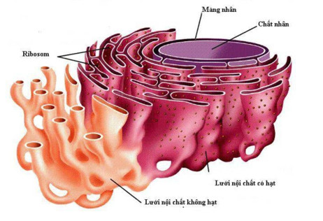 Lưới nội chất hạt trong tế bào nhân thực có chức năng nào sau đây? (ảnh 1)