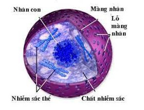 Nhân của tế bào nhân thực không có đặc điểm nào sau đây? (ảnh 1)
